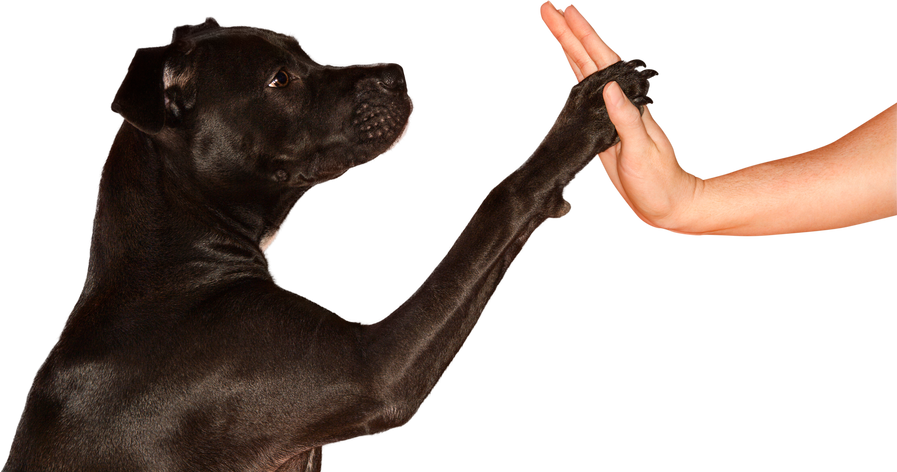 Dog Giving Woman High Five